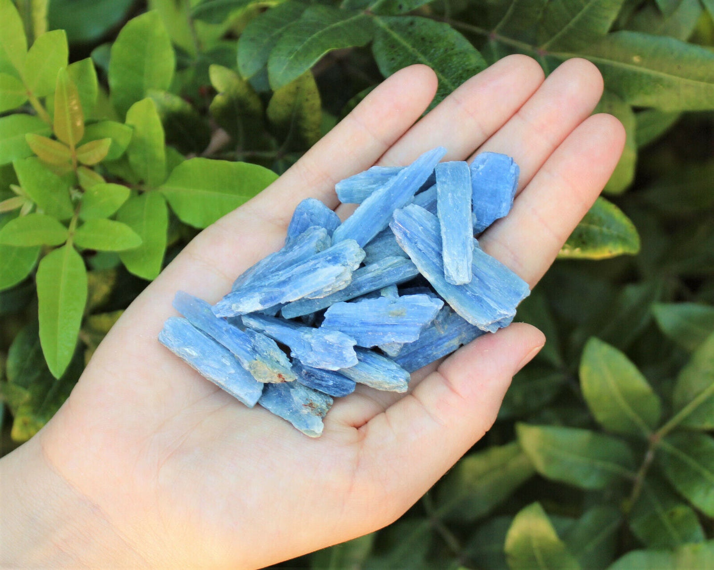Blue Kyanite Blades Crystal Collection 1/2 lb Box Lot - Natural Kyanite Crystals