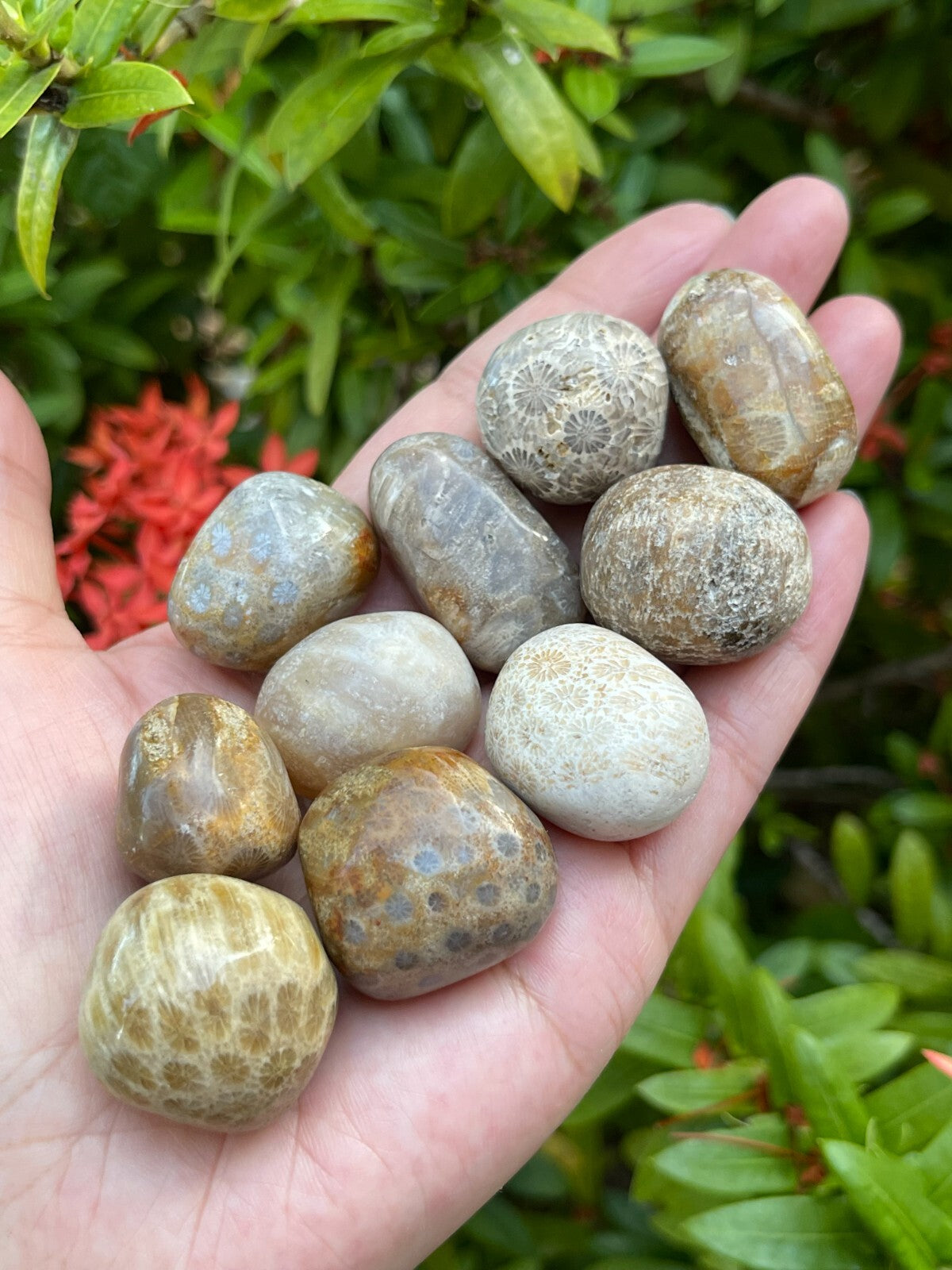 1/2 Lb Lot Tumbled Stones, 0.75-1.25" Crystal Healing Stones, Choose Stone Type