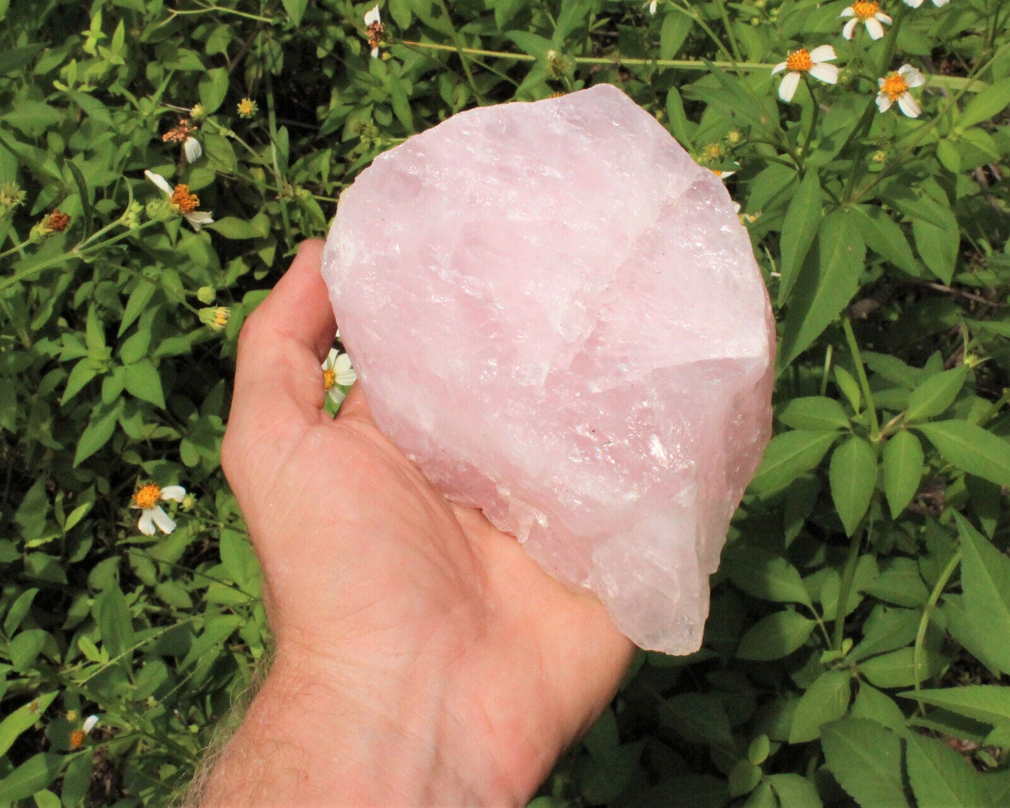 JUMBO Rose Quartz Raw Natural Crystal Specimen: 1 - 2 lb HUGE Chunk (Love Stone)