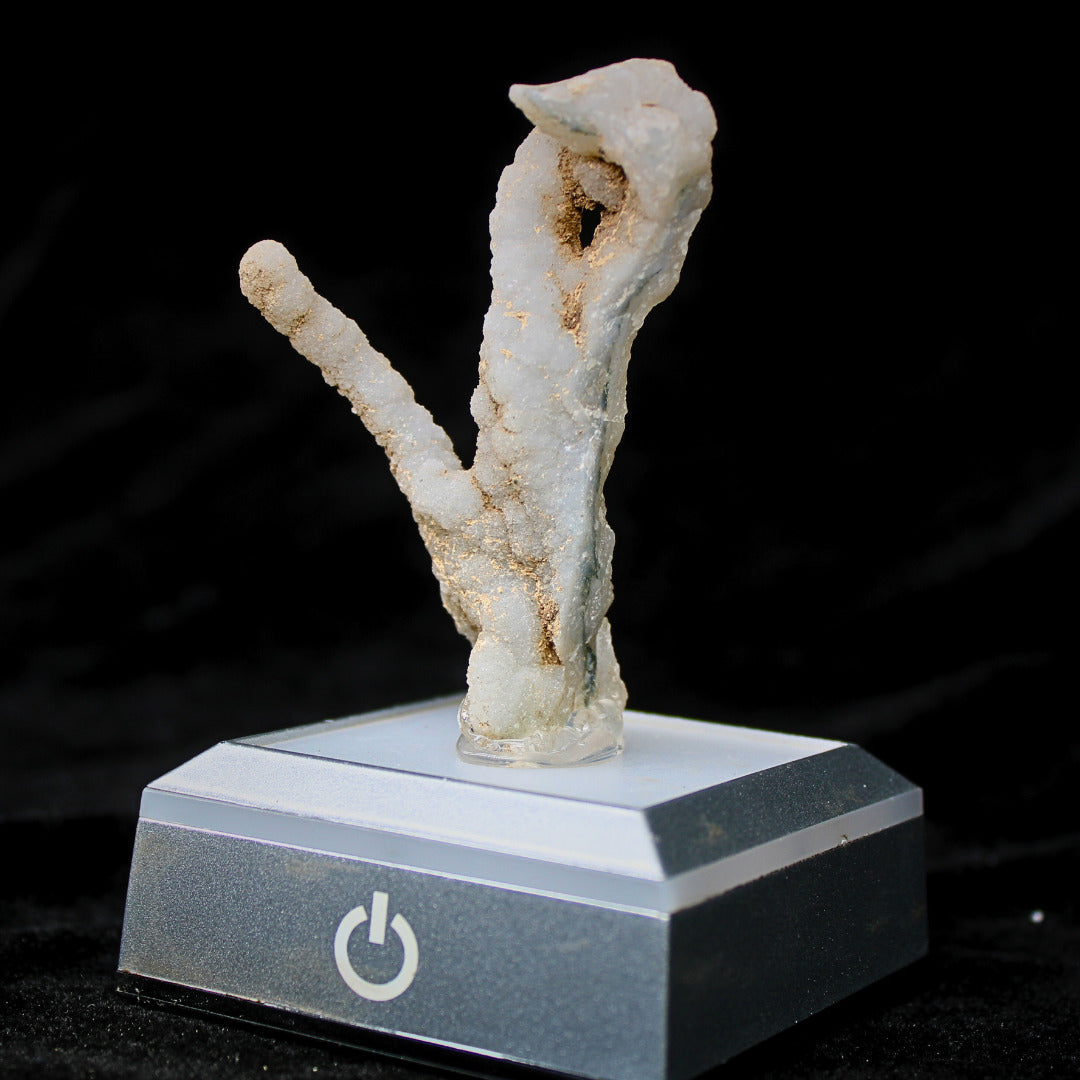 Natural Coral Mineral Cluster 30g Rare Fossil Specimen Collector Piece