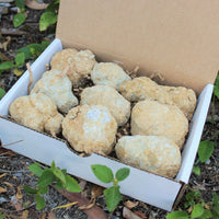 Break Your Own Geodes Gift Box (8 - 12 pcs) Large Unopened Moroccan Crystals