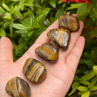 Grade A++ Gold Tiger Eye Tumbled Stones, 1"-1.5" Tumbled Tiger Eye,Pick How Many