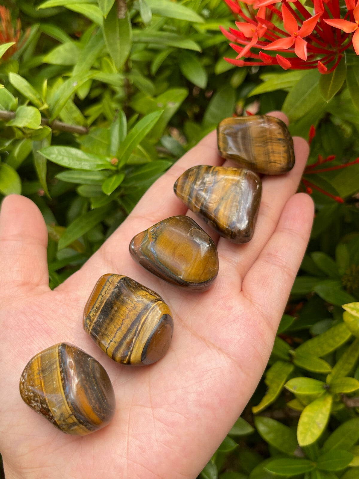 Grade A++ Gold Tiger Eye Tumbled Stones, 1"-1.5" Tumbled Tiger Eye,Pick How Many
