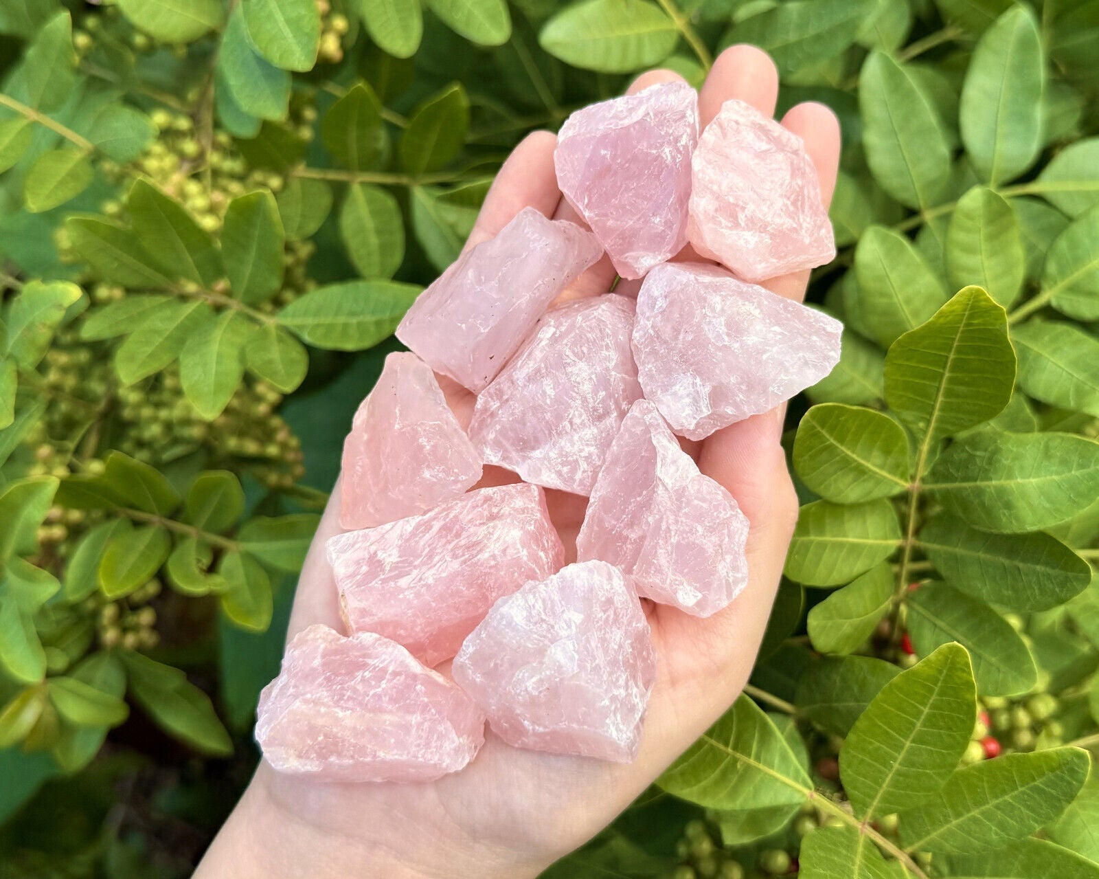 1/2 lb Bulk Lot Natural Rough Rose Quartz Crystals (Raw Reiki Love Healing 8 oz)