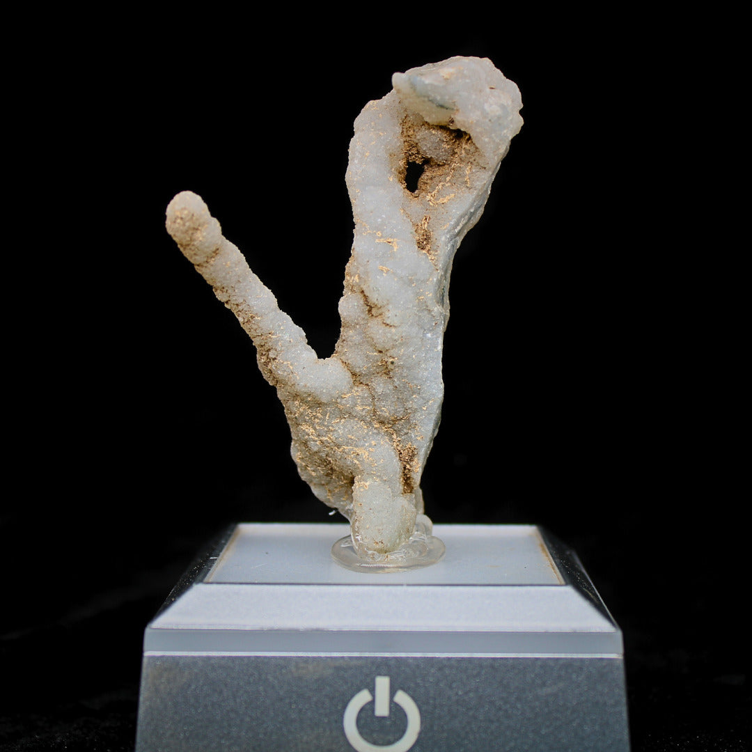 Natural Coral Mineral Cluster 30g Rare Fossil Specimen Collector Piece