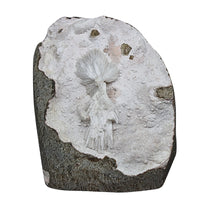 196g Mordenite Scolecite Geode Rare Crystal Needle Cluster from India