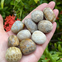 1/2 Lb Lot Tumbled Stones, 0.75-1.25" Crystal Healing Stones, Choose Stone Type