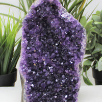 Stunning HUGE Amethyst Cut Base Cluster Crystal Quartz Geode 2 lb - 3 lb