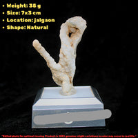 Natural Coral Mineral Cluster 30g Rare Fossil Specimen Collector Piece