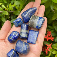 Grade A++ Lapis Lazuli Tumbled Stone, 0.65-1.5 Inch Lapis Crystal,Wholesale Bulk