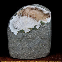 145g Scolecite Geode Radiating Crystal Mineral Specimen from India