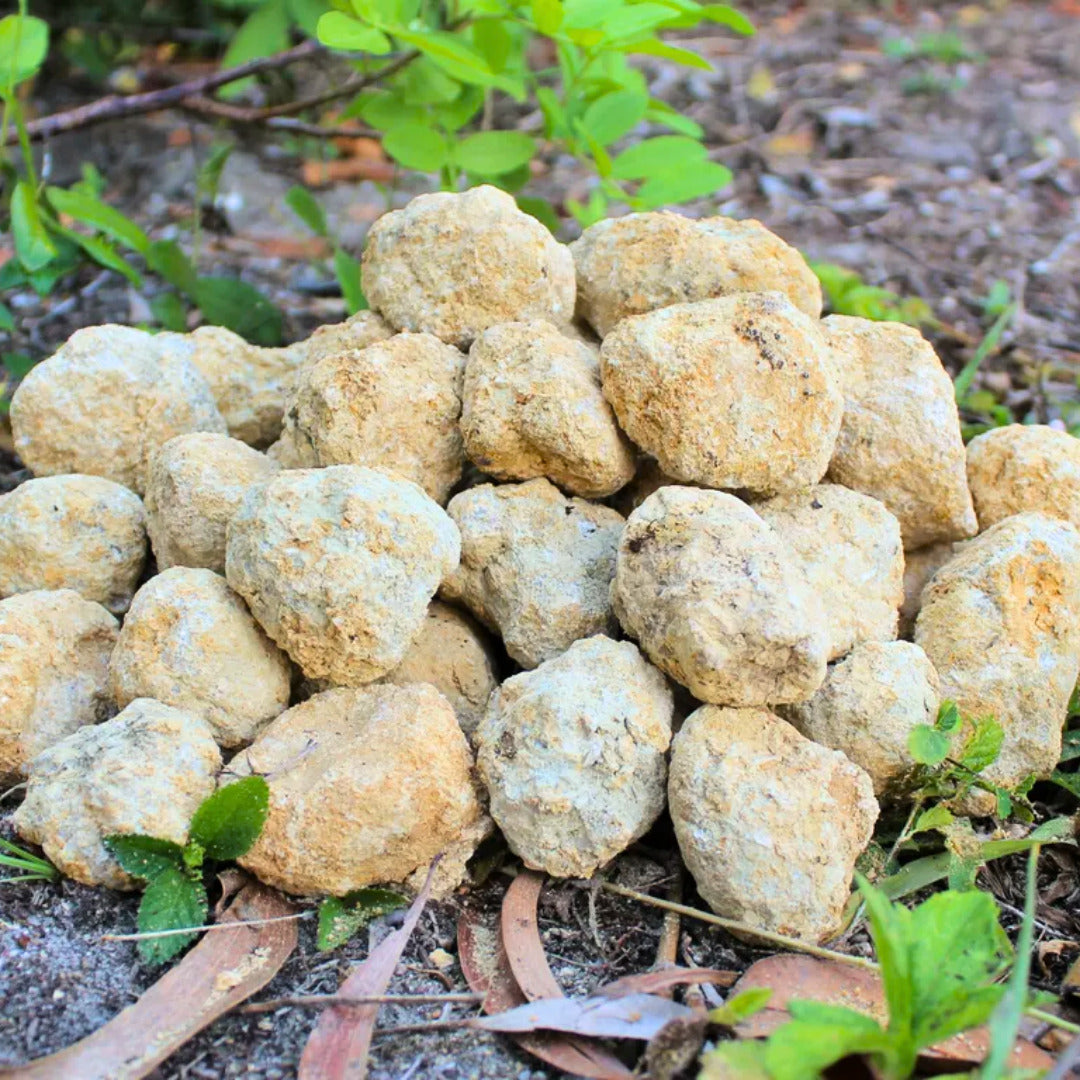 Jumbo Break Geodes Wholesale Lots Opened Indian Crystals Gift Box (5 - 8 Pcs)