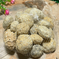 2cm-5cm Break Your Own Geodes Unbroken Quartz Crystal Geode 0.2 LB