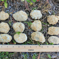 Break Your Own Geodes | Large Unopened Indian Geodes | Bulk Lot by Pound