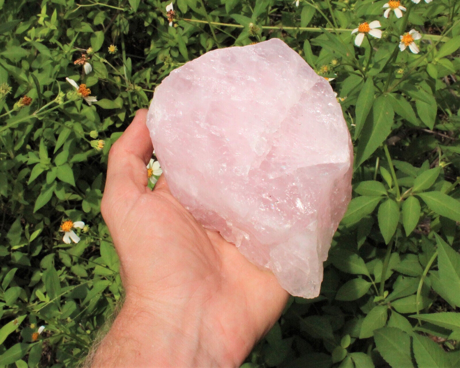 JUMBO Rose Quartz Raw Natural Crystal Specimen: 1 - 2 lb HUGE Chunk (Love Stone)