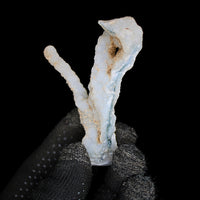 Natural Coral Mineral Cluster 30g Rare Fossil Specimen Collector Piece