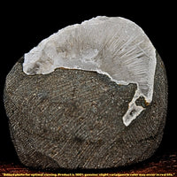 Natural Scolecite Geode 85g Raw Healing Crystal Mineral Specimen