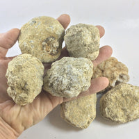 10 Break Crack Open Your Own Whole indian Geodes W/Gift Box - 2" Crystal Druzy