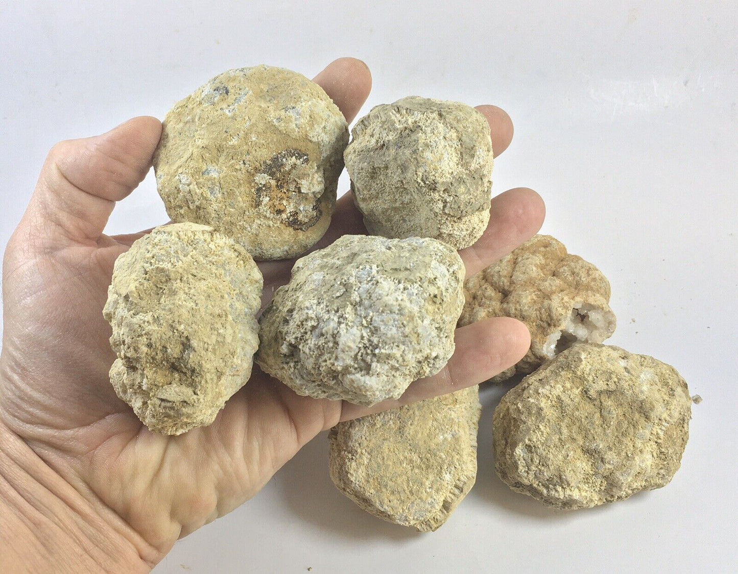 10 Break Crack Open Your Own Whole indian Geodes W/Gift Box - 2" Crystal Druzy