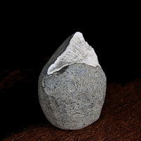 Rare Scolecite Spray in Geode 90g Natural Mineral Specimen India 5x4cm