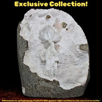 196g Mordenite Scolecite Geode Rare Crystal Needle Cluster from India