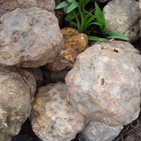 5 lbs Premium Kentucky Uncut Geodes Agates Nodules Lapidary Quartz Crystals Sale