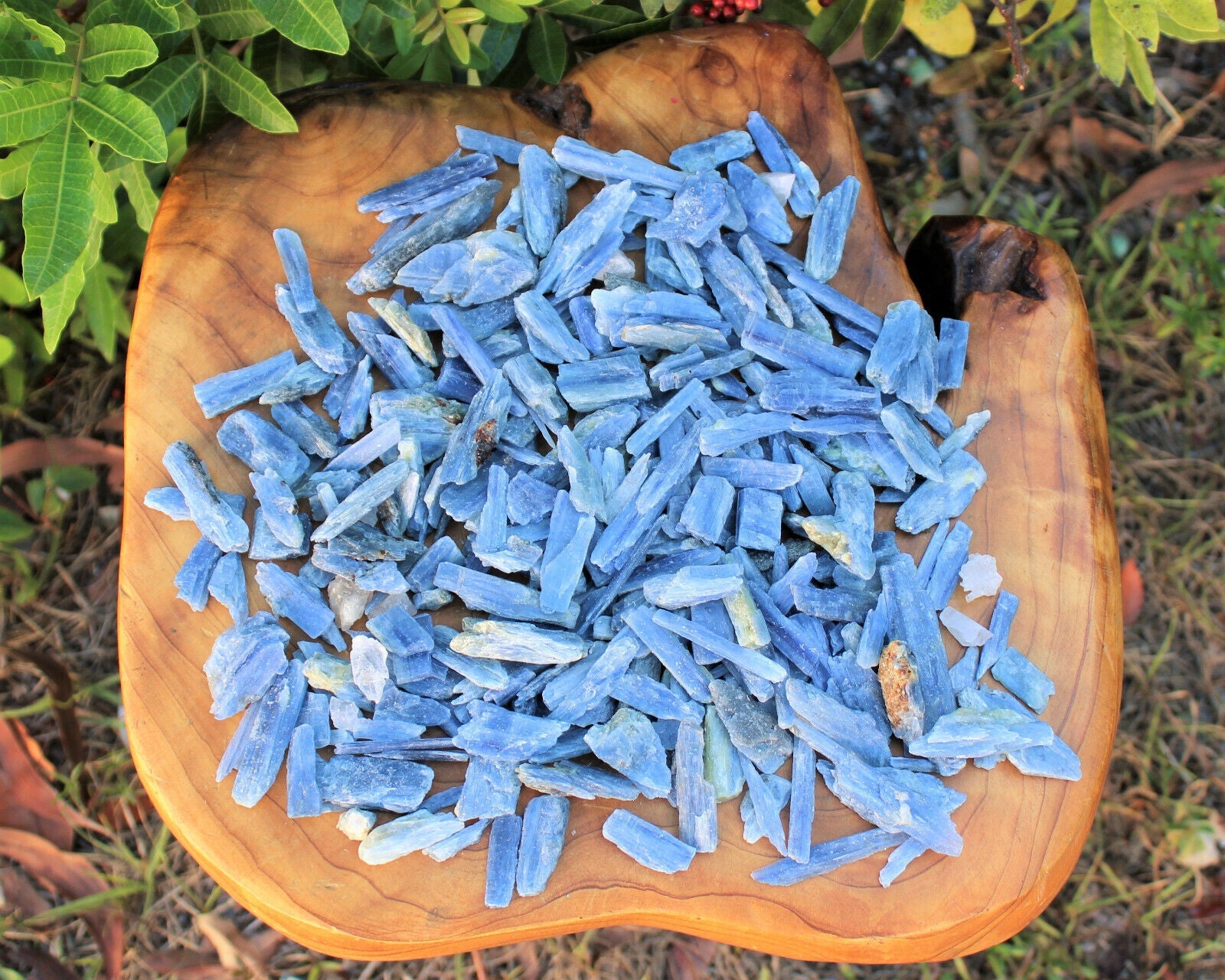 Blue Kyanite Blades Crystal Collection 1/2 lb Box Lot - Natural Kyanite Crystals
