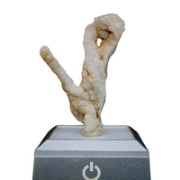 Natural Coral Mineral Cluster 30g Rare Fossil Specimen Collector Piece