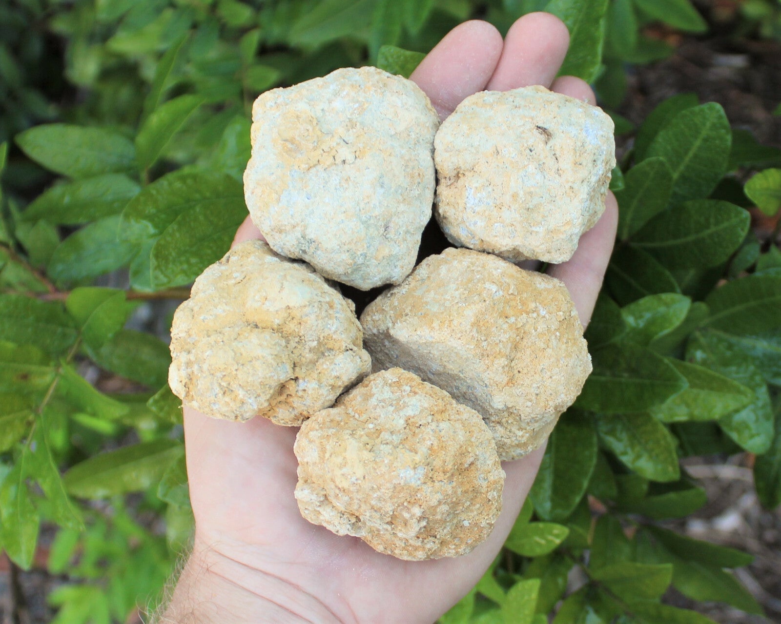 Break Your Own Geodes | Large Unopened Indian Geodes | Bulk Lot by Pound