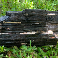 Extra Large Black Tourmaline Chunk / Rod / Log, Natural Rough Black Tourmaline
