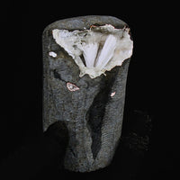 Scolecite Spray on Quartz Geode 330g Healing Crystal Reiki Meditation Stone