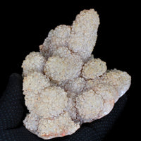 Coral Stone Specimen 410g | Ocean Energy Fossil for Grounding & Calm