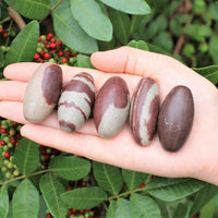 Lot of 10 Shiva Lingam Stones Medium 1.5 - 2"  Narmada River India Shiva Lingham