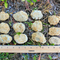 Jumbo Break Geodes Wholesale Lots Opened Indian Crystals Gift Box (5 - 8 Pcs)