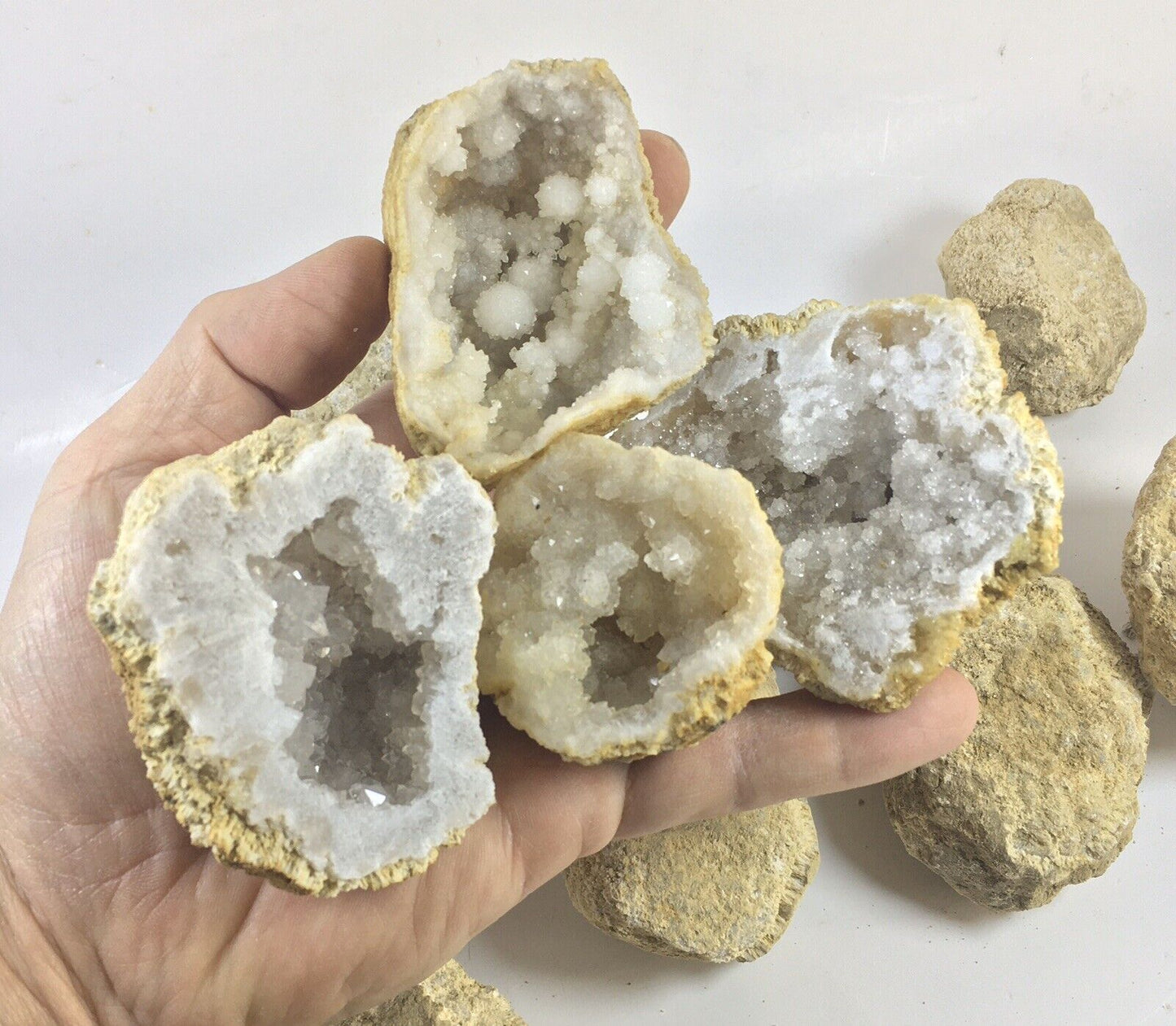 10 Break Crack Open Your Own Whole indian Geodes W/Gift Box - 2" Crystal Druzy