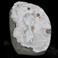 196g Mordenite Scolecite Geode Rare Crystal Needle Cluster from India