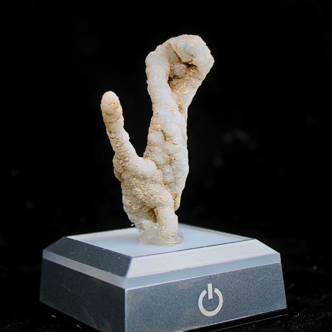 Natural Coral Mineral Cluster 30g Rare Fossil Specimen Collector Piece