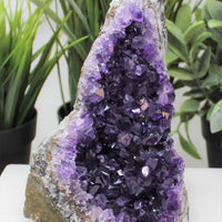 Stunning HUGE Amethyst Cut Base Cluster Crystal Quartz Geode 2 lb - 3 lb