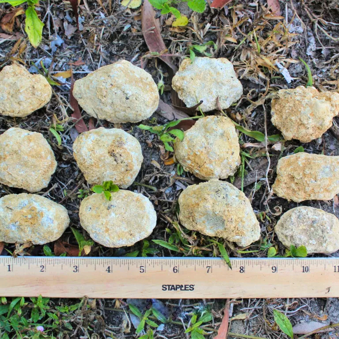 Break Your Own Geode Quartz Crystals 1.5 Bulk Druzy Rock Pack Crack Open Surprise