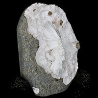 196g Mordenite Scolecite Geode Rare Crystal Needle Cluster from India