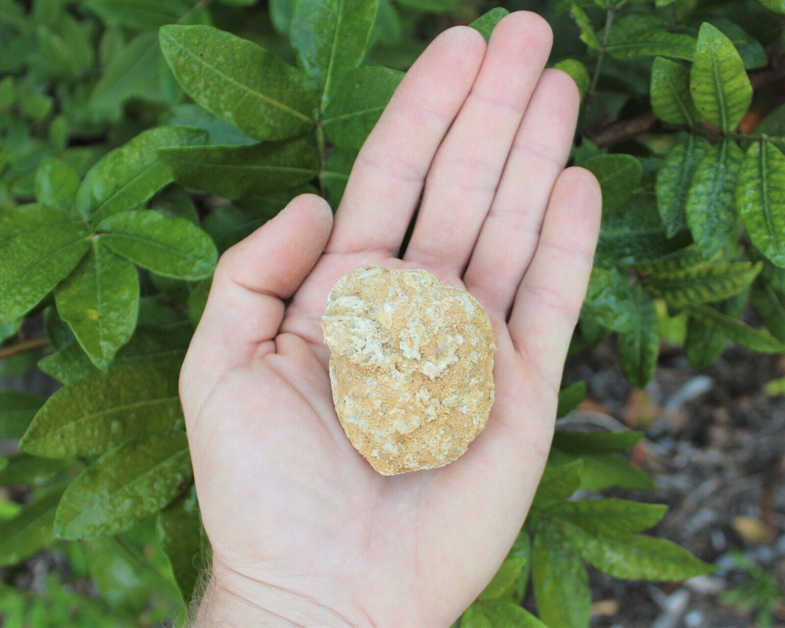 Break Your Own Geodes | Large Unopened Indian Geodes | Bulk Lot by Pound